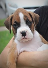 Boxer Puppy for sale in BEAR, DE, USA