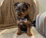Small #12 Yorkshire Terrier