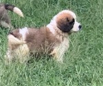 Puppy Pink Saint Bernard