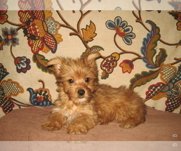Medium Photo #1 Yorkshire Terrier Puppy For Sale in BAKERSFIELD, CA, USA
