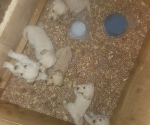 Golden Retriever Litter for sale in GOWANDA, NY, USA