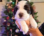 Small Photo #5 Cocker Spaniel Puppy For Sale in NEWARK, OH, USA