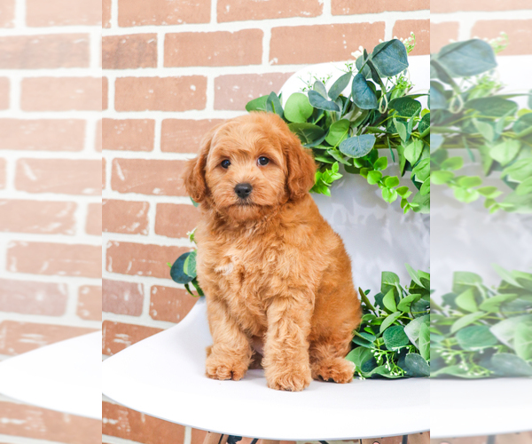 Medium Photo #11 Goldendoodle (Miniature) Puppy For Sale in SYRACUSE, IN, USA