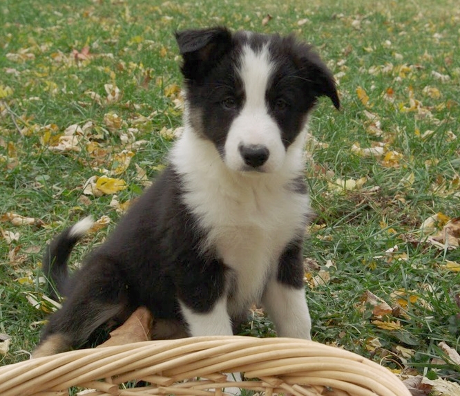View Ad Border Collie Litter of Puppies for Sale near