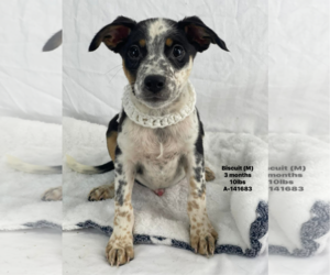 Mutt Dogs for adoption in Woodbury, NY, USA