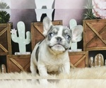 Small #9 French Bulldog