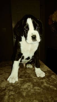 Medium Photo #8 Boxer Puppy For Sale in KENNEWICK, WA, USA