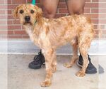 Small #1 Golden Retriever Mix
