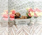 Small Photo #10 Goldendoodle Puppy For Sale in CONWAY, SC, USA
