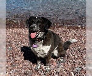 Ziggy - Female Border Collie-Unknown Mix Dog for Adoption - Photo #9