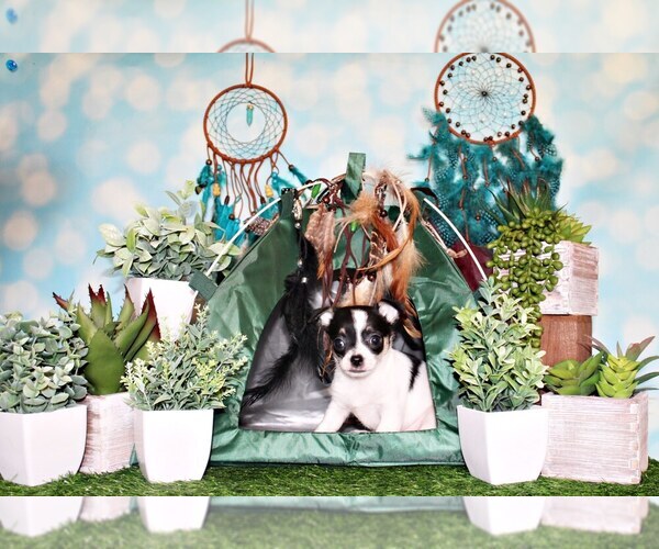 Medium Photo #30 Chihuahua Puppy For Sale in CHARLESTON, AR, USA