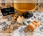 Puppy 3 Poochon