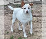 Small #1 Labrador Retriever Mix