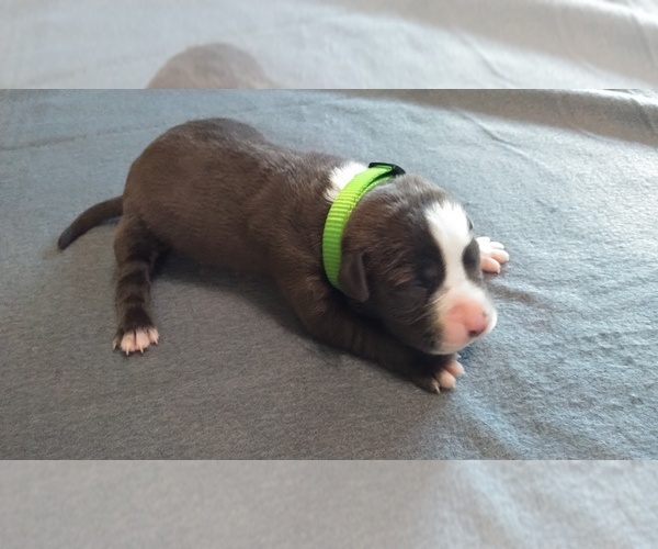 Medium Photo #2 American Pit Bull Terrier Puppy For Sale in WENATCHEE, WA, USA