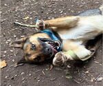Small #1 German Shepherd Dog