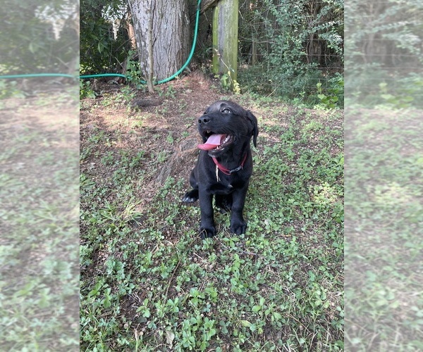Medium Photo #4 Lab-Pointer Puppy For Sale in PELZER, SC, USA