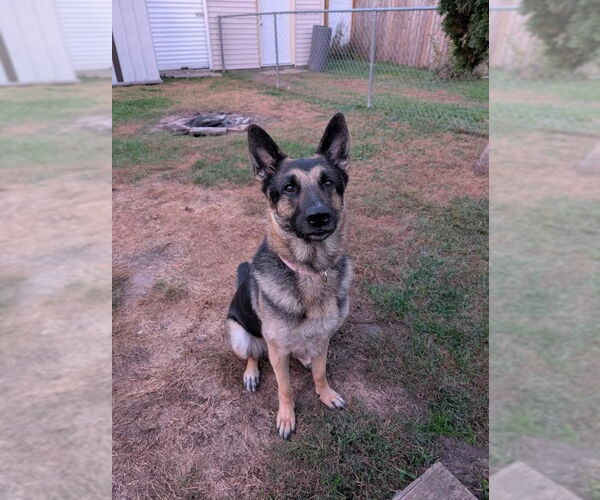 Medium Photo #8 German Shepherd Dog Puppy For Sale in Minneapolis, MN, USA