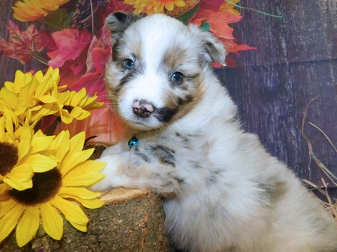 Medium Photo #1 Australian Shepherd Puppy For Sale in HAMMOND, IN, USA