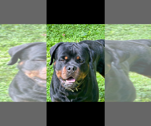 Medium Photo #1 Rottweiler Puppy For Sale in BUSKIRK, NY, USA