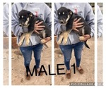 Small Photo #7 Wolf Hybrid Puppy For Sale in ALBUQUERQUE, NM, USA