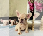 Small #3 French Bulldog