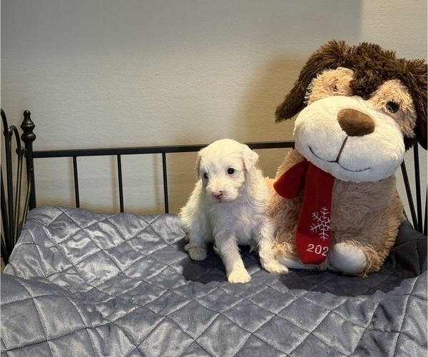 Medium Photo #2 Pom-A-Poo Puppy For Sale in OWINGS, MD, USA