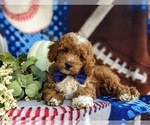 Small Photo #6 Poodle (Miniature) Puppy For Sale in CHRISTIANA, PA, USA