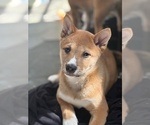 Small #15 Shiba Inu