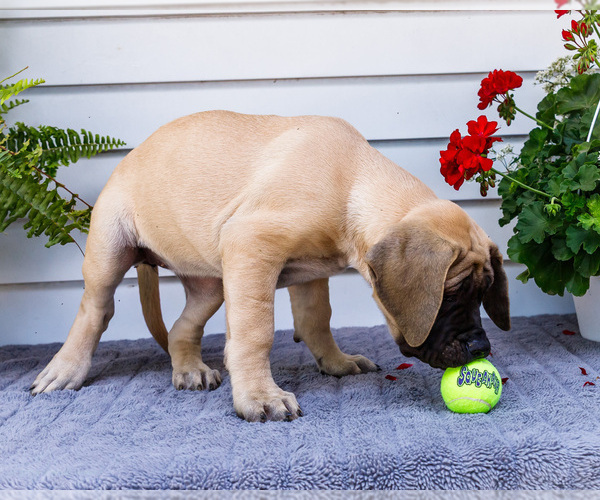 Medium Photo #8 Mastiff Puppy For Sale in WAKARUSA, IN, USA