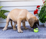 Small #6 Mastiff