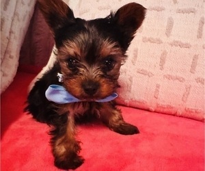Yorkshire Terrier Litter for sale in BROOKHAVEN, MS, USA