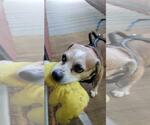 Small #1 Beagle