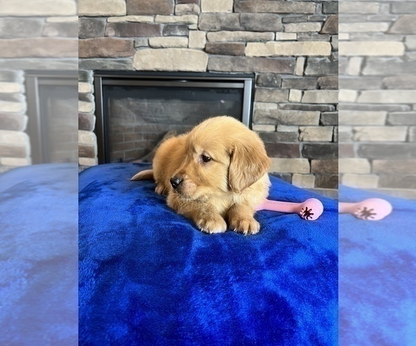 Medium Photo #6 Golden Retriever Puppy For Sale in NOBLESVILLE, IN, USA