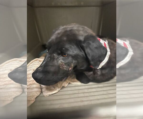 Medium Photo #2 Labrador Retriever-Unknown Mix Puppy For Sale in Calgary, Alberta, Canada