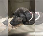 Small #1 Labrador Retriever Mix