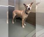 Small American Pit Bull Terrier Mix