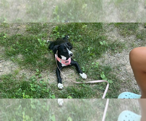 Medium Photo #4 Labbe Puppy For Sale in Brewster, NY, USA