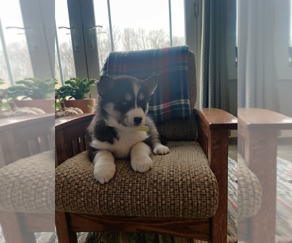 Medium Photo #1 Siberian Husky Puppy For Sale in AUBURN, NY, USA