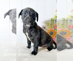 Small Photo #8 Mutt Puppy For Sale in Holly Springs, NC, USA