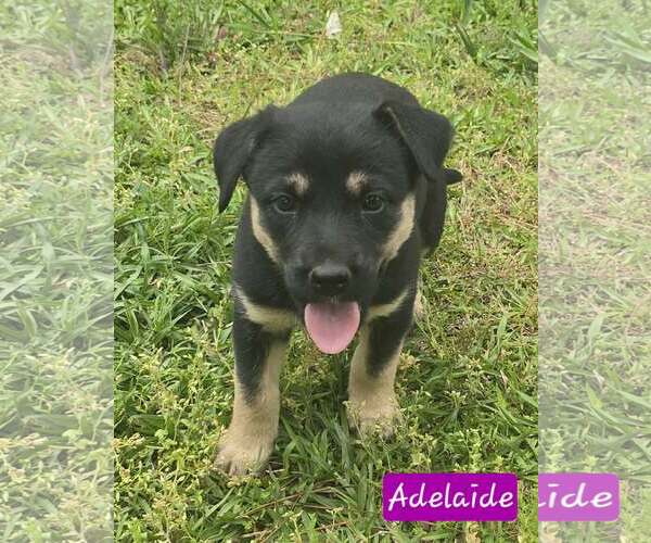 Medium Photo #2 Australian Shepherd-Unknown Mix Puppy For Sale in Alexander, AR, USA