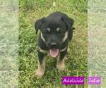 Small #1 Australian Shepherd Mix