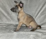 Small Photo #3 Belgian Malinois Puppy For Sale in HOLLYWOOD, FL, USA