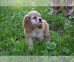 Small #8 Cocker Spaniel
