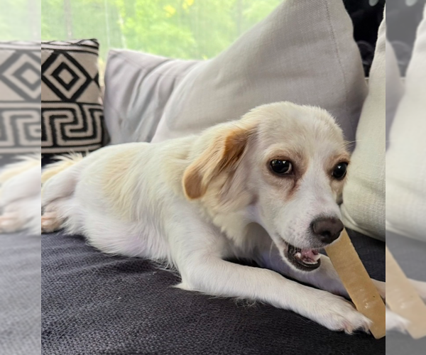 Medium Photo #3 Chihuahua-Unknown Mix Puppy For Sale in Raleigh, NC, USA