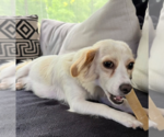 Small #2 Chihuahua Mix