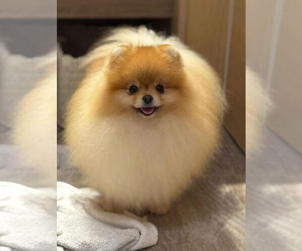 Medium Photo #1 Pomeranian Puppy For Sale in Bjelovar, Bjelovarsko-Bilogorska, Croatia