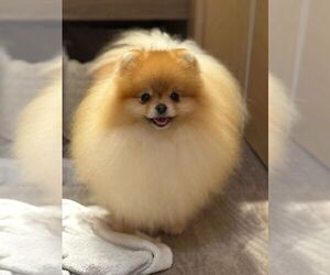 Mother of the Pomeranian puppies born on 11/21/2025