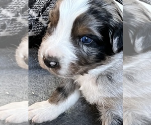 Australian Shepherd Puppy for sale in JANSEN, CO, USA