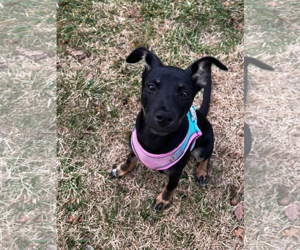 Medium Photo #1 German Shepherd Dog-Unknown Mix Puppy For Sale in pomfret, CT, USA