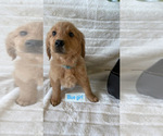 Small Photo #2 Golden Retriever Puppy For Sale in ANTIOCH, CA, USA